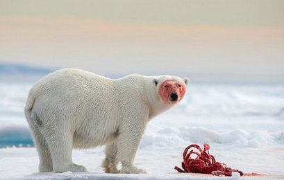 polar bear covered in blood